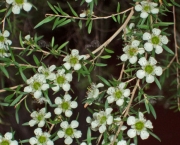 flor-leptospernum-arbusto (12)