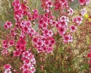 flor-leptospernum-arbusto (14)