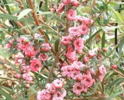 flor-leptospernum-arbusto (15)