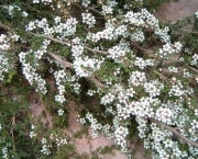 flor-leptospernum-arbusto (20)