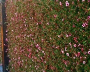 flor-leptospernum-arbusto (16)