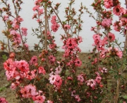 flor-leptospernum-arbusto (17)