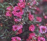 flor-leptospernum-arbusto (18)