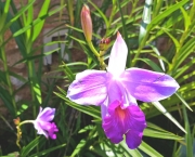 Flores Arundina (4)