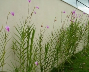 Flores Arundina (7)
