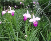 Flores Arundina (8)