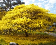 Bairro Jardim BotÃ¢nico_ IpÃª Amarelo na FloraÃ§Ã£o