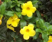 Flores Brasileiras e Seus Nomes (4)