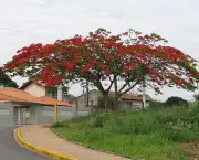 Flores Brasileiras e Seus Nomes (5)