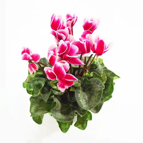 Flores De Vasos | Flores - Cultura Mix
