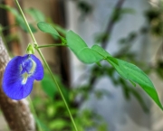 Chá de Flores Azuis de Feijão Borboleta (12)
