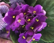 A Flor Violeta Africana (4)