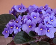 A Flor Violeta Africana (5)