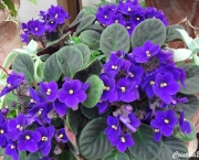A Flor Violeta Africana (6)