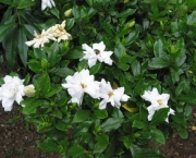 gardenia (12)