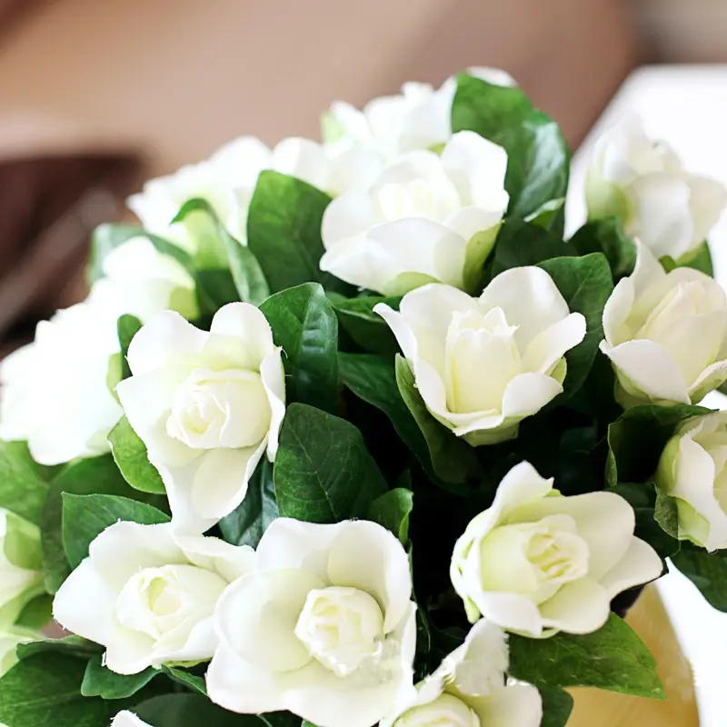 Gardênia: Uma Flor Que Encanta Por Sua Beleza e Perfume | Flores - Cultura  Mix