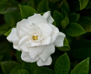 gardenia (5)