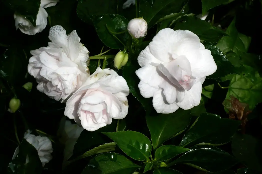 Gardênia: Uma Flor Que Encanta Por Sua Beleza e Perfume | Flores - Cultura  Mix