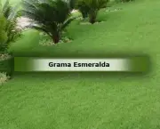 grama-esmeralda-como-cuidar (1)