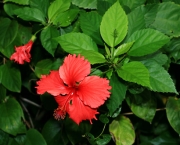 hibiscus-rosa-sinensis (1)