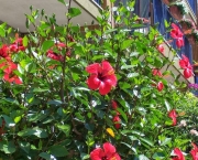 hibiscus-rosa-sinensis (2)