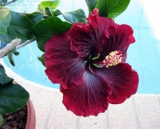 hibiscus-rosa-sinensis (3)