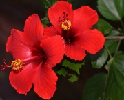 hibiscus-rosa-sinensis (4)