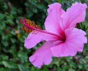 hibiscus-rosa-sinensis (6)