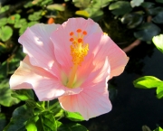 hibiscus-rosa-sinensis (7)