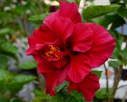 hibiscus-rosa-sinensis (8)
