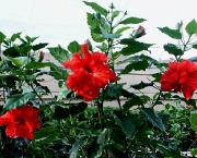 hibiscus-rosa-sinensis (9)