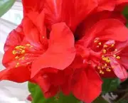 hibiscus-rosa-sinensis (10)