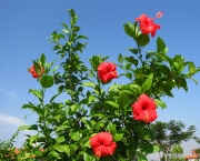 hibiscus-rosa-sinensis (11)
