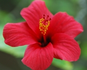 hibiscus-rosa-sinensis (12)