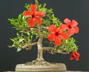 hibiscus-rosa-sinensis (13)