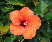 hibiscus-rosa-sinensis (14)
