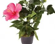 hibiscus-rosa-sinensis (17)