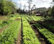 Horta Organica e Ecologica (5)