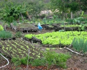 Horta Organica e Ecologica (8)