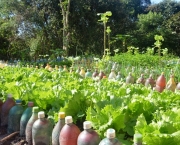 Horta Organica e Ecologica (9)
