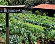 Horta Organica e Ecologica (13)