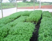 Horta Organica e Ecologica (17)