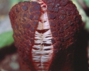 Hydnora Africana (3)