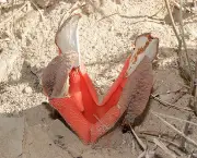 Hydnora Africana (4)