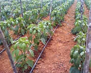 irrigacao-por-gotejamento (17)