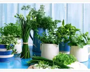jardim-de-ervas-aromaticas (10)