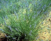 Lavandula latifolia (1)