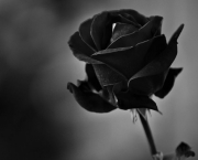 Lendas - Rosa Príncipe Negra (1)