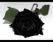 Lendas - Rosa Príncipe Negra (2)