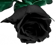 Lendas - Rosa Príncipe Negra (4)